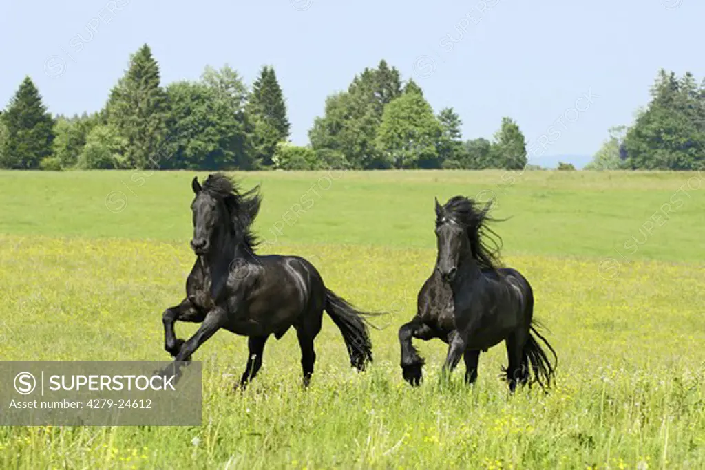 Two Friesian horses galloping in the paddock