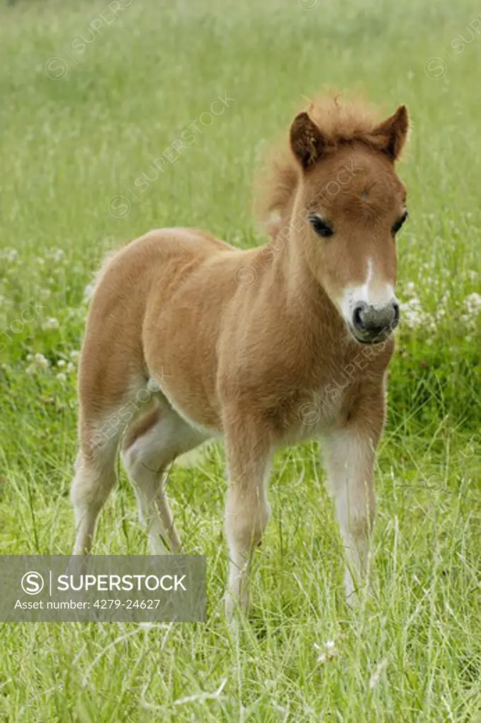 3 weeks old Shetland pony foal