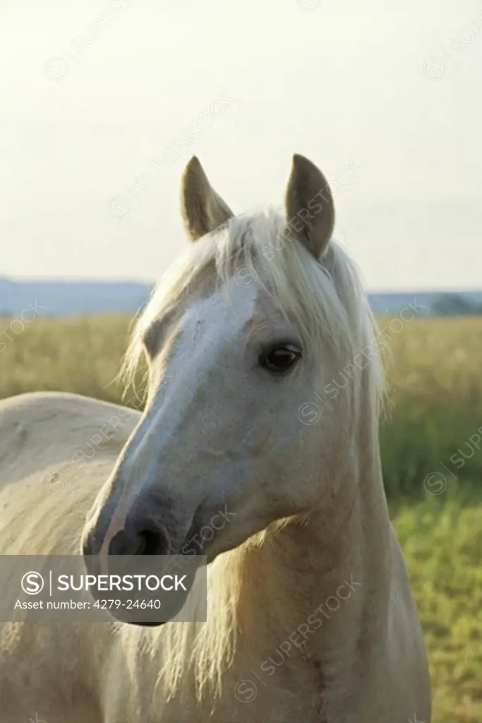 Connemara pony mare