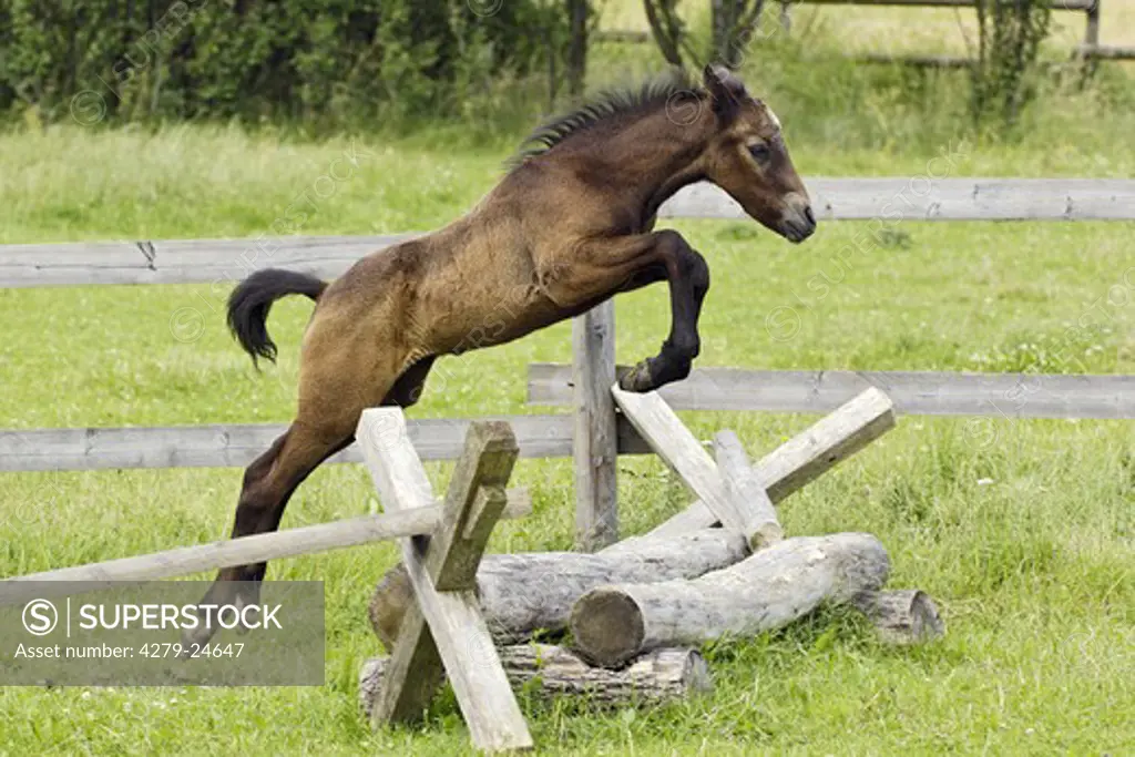 Connemara pony foal jumping over a little fence in the paddock
