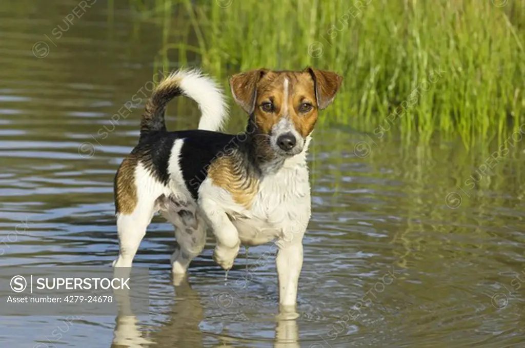 Jack Russell Terrier in water