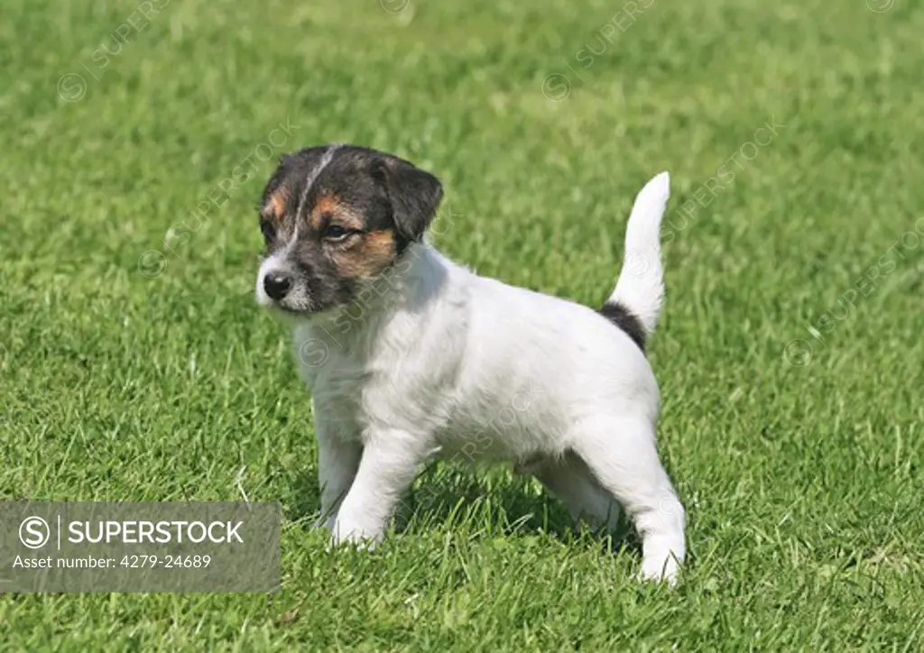 Parson Jack Russel Terrier puppy - standing on meadow