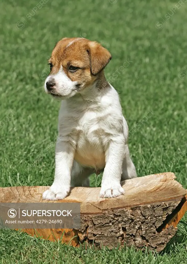 Parson Jack Russell Terrier puppy - standing