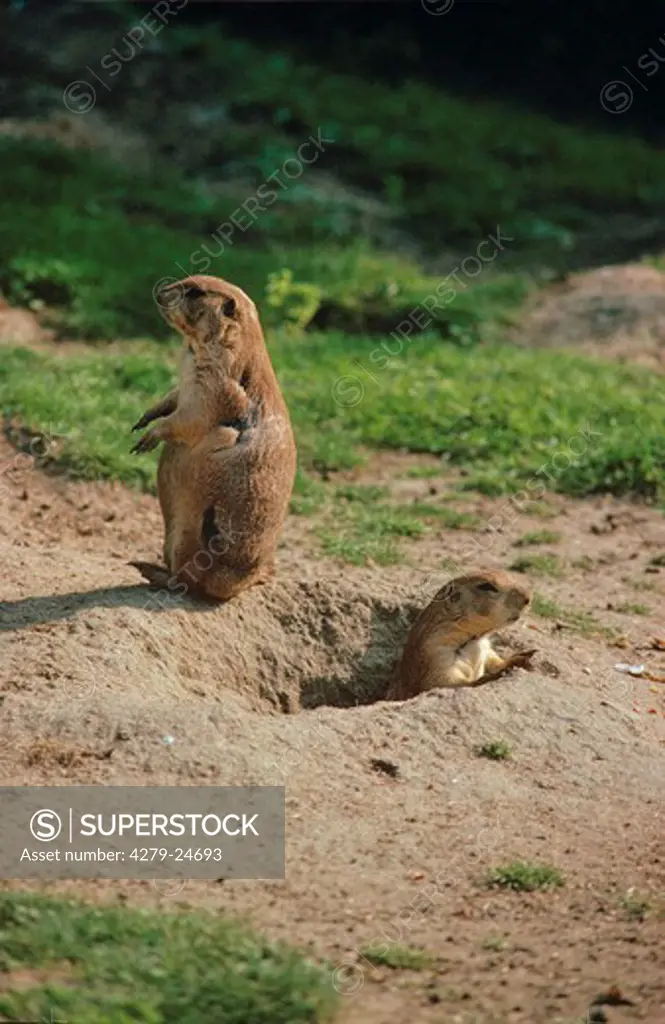 marmota marmota, marmots