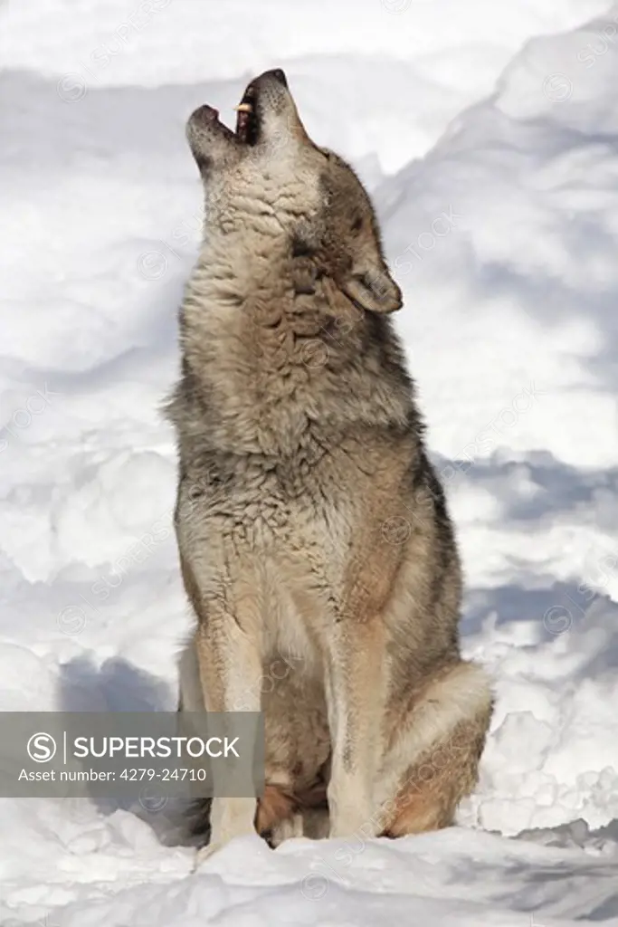 european wolf - sitting in snow howling, Canis lupus