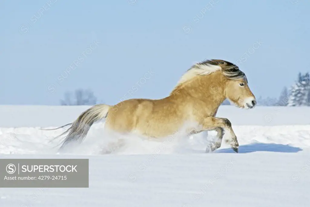 5 years old Norwegian horse stallion galloping in deep snow