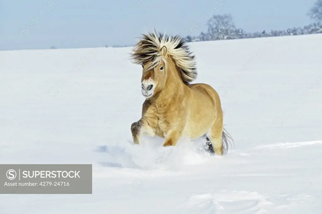 5 years old Norwegian horse stallion galloping in deep snow