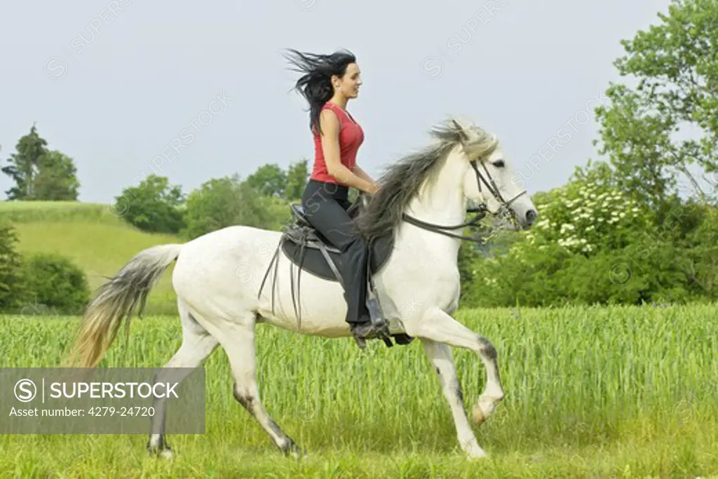 Young lady riding on a Paso Fino Horse