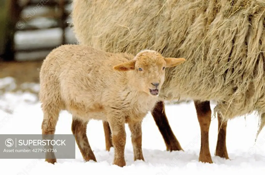 sheep and cub in snow