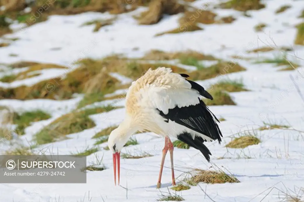 white stork - standing in snow, Ciconia ciconia