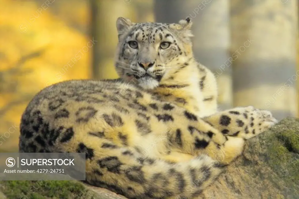 snow leopard - lying, Unica unica
