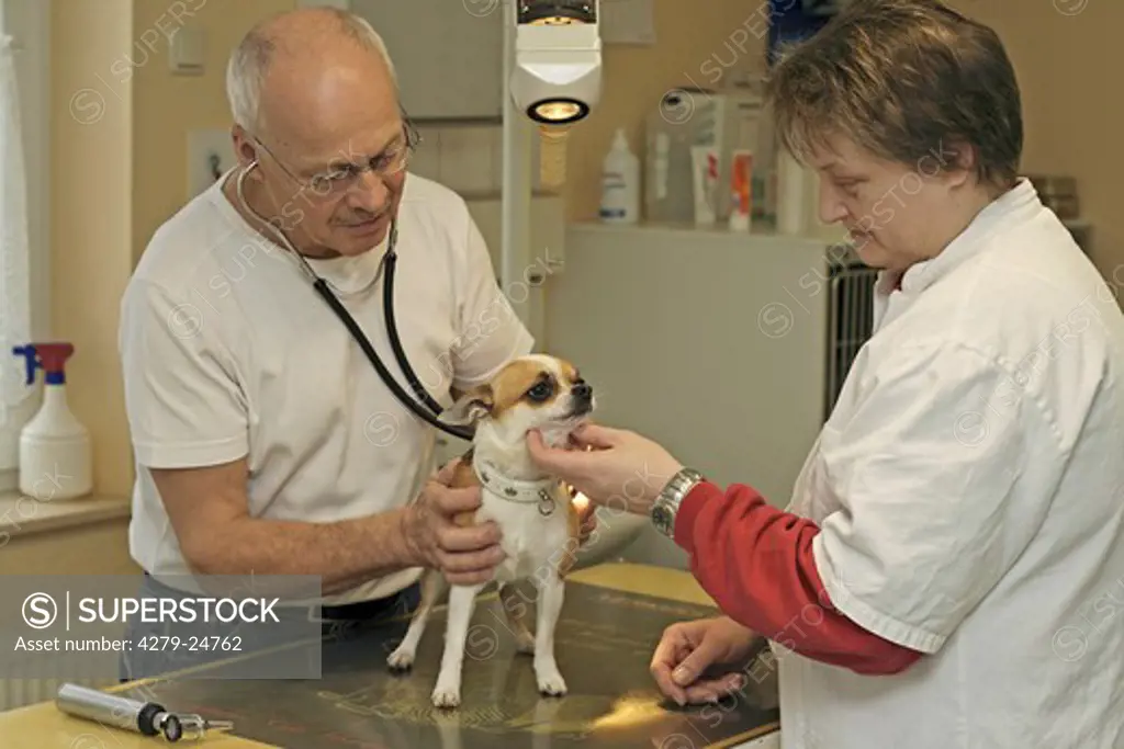 veterinary: chihuahua being auscultated
