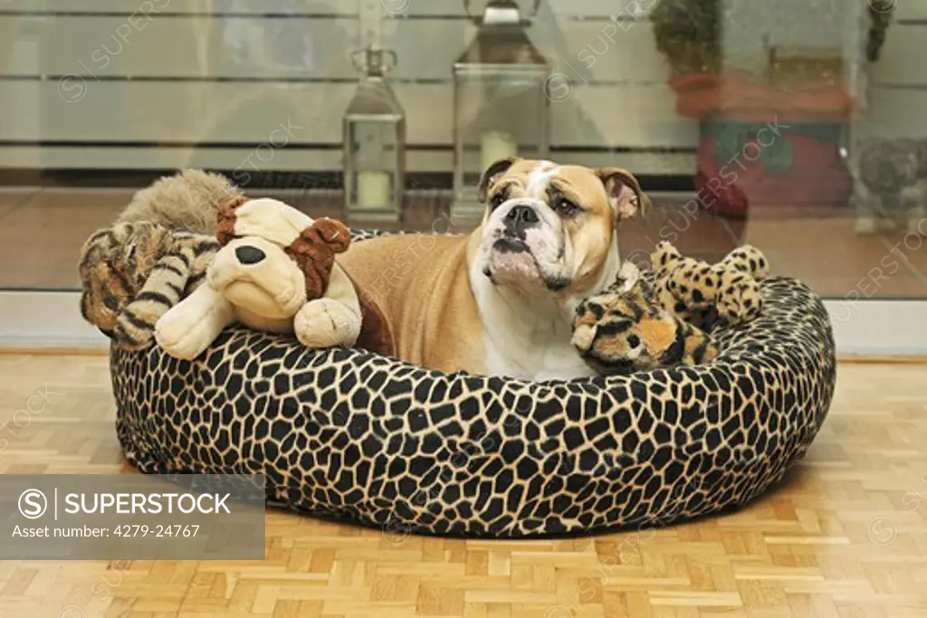 English Bulldog - lying in basket