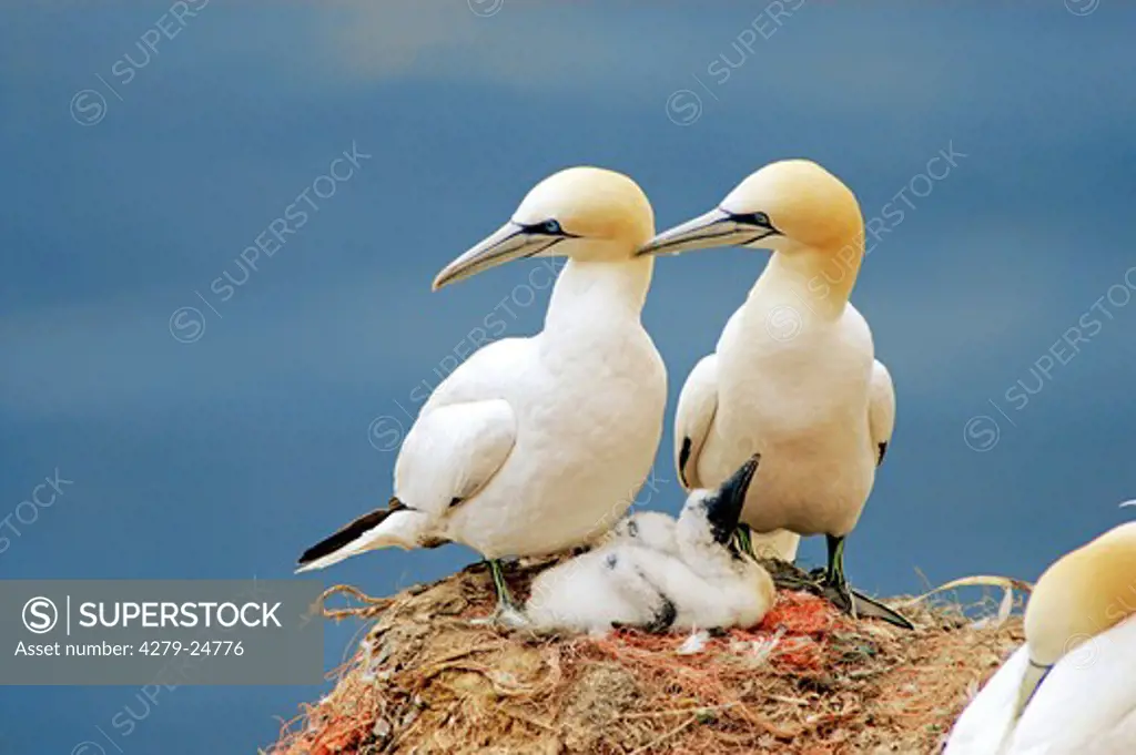 two Northern Gannets at nest with squab, Sula bassana