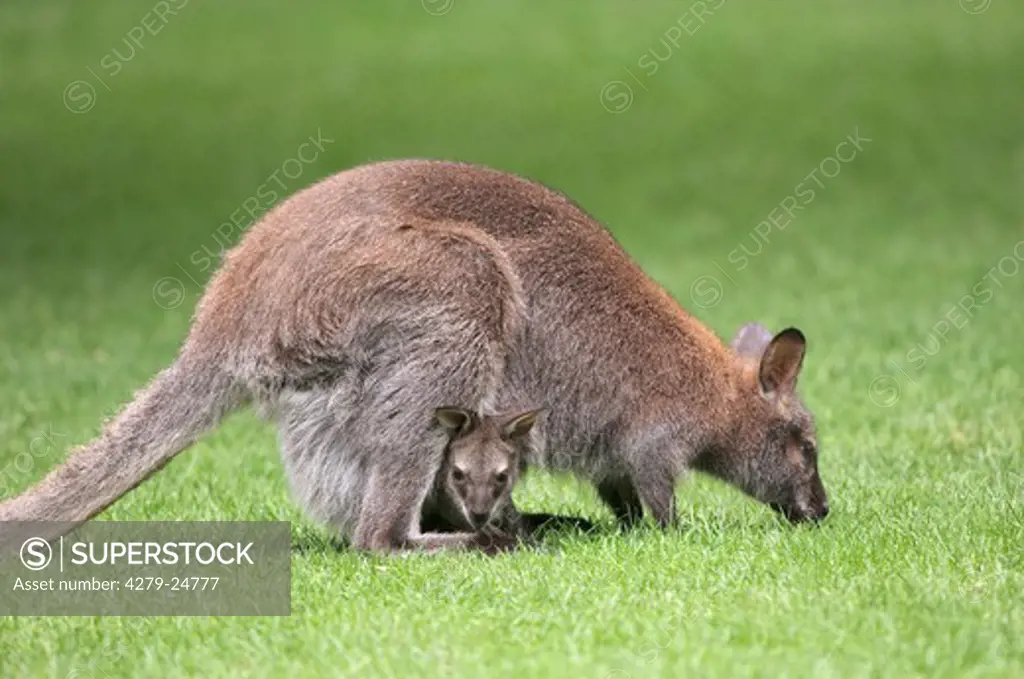 Bennett's Wallaby with cub, Macropus rufogriseus rufogriseus