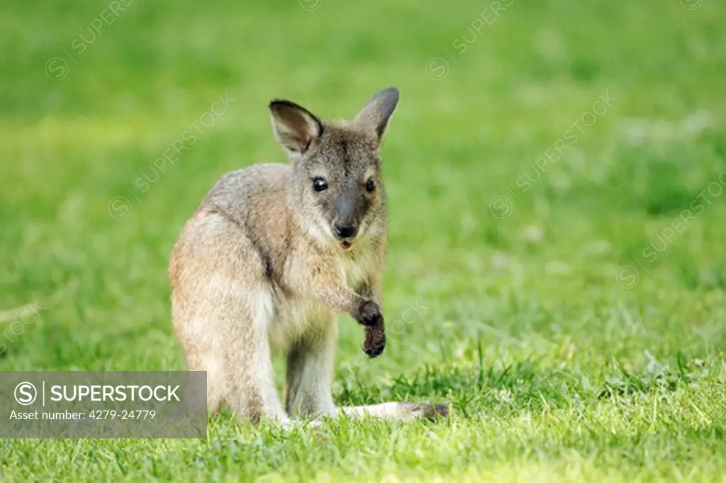 Bennett's Wallaby - cub, Macropus rufogriseus rufogriseus