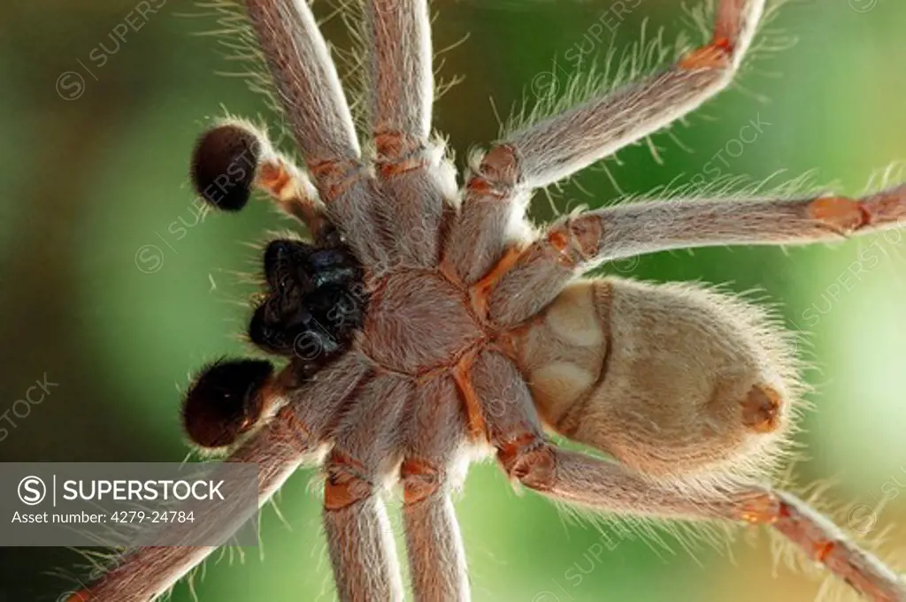 brown huntsman spider, Heteropoda venatoria