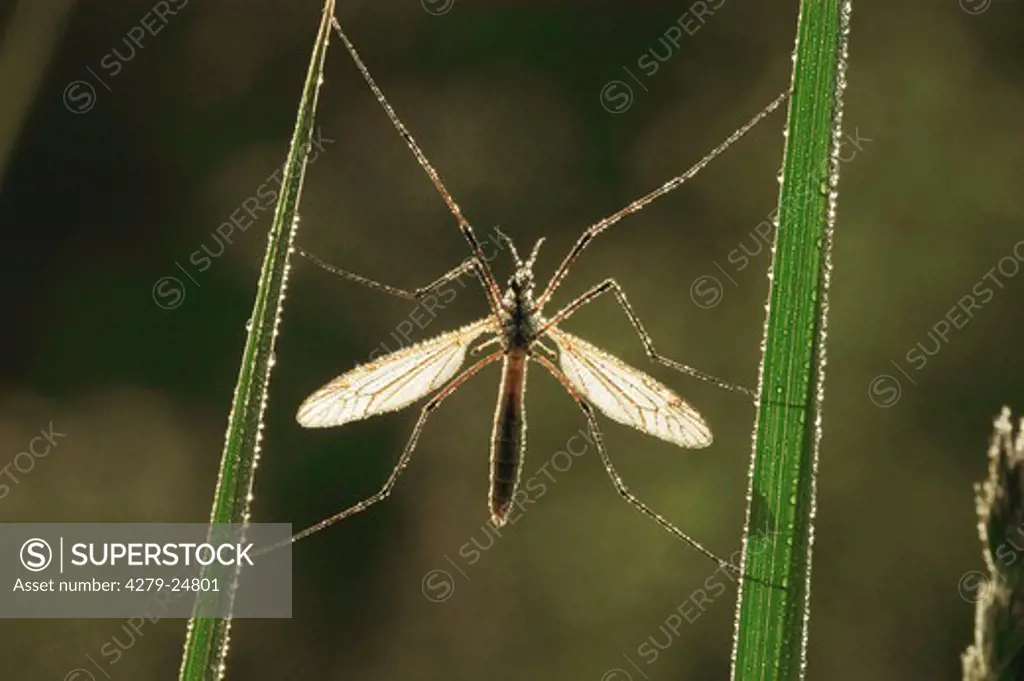 crane fly, Tipula oleracea