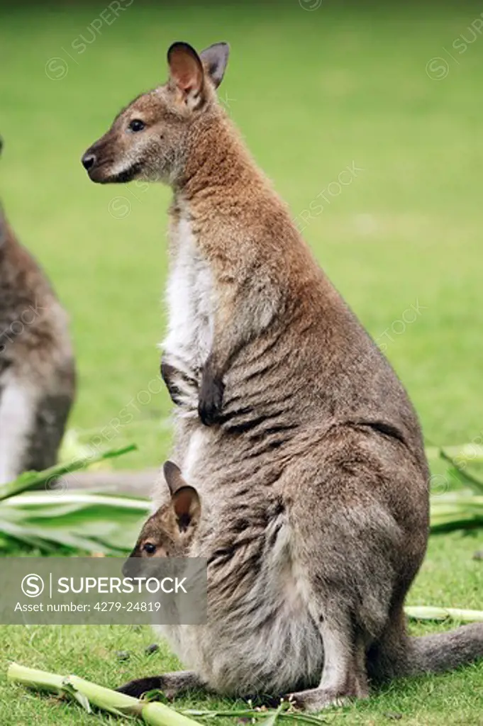 red-necked wallaby with cub, Macropus rufogriseus