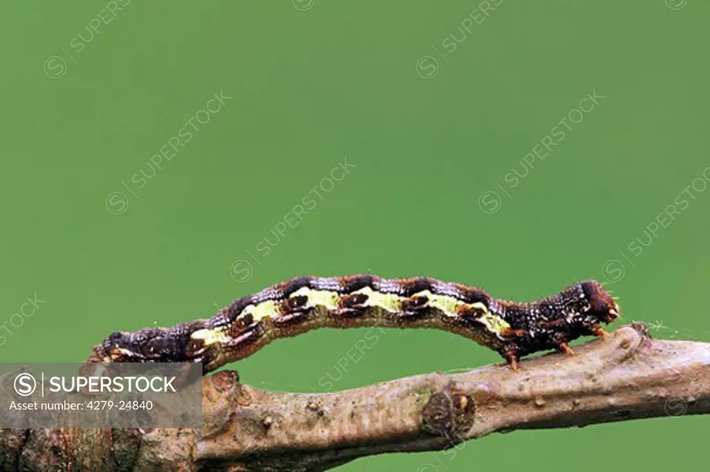 Mottled Umber - caterpillar, Erannis defoliaria