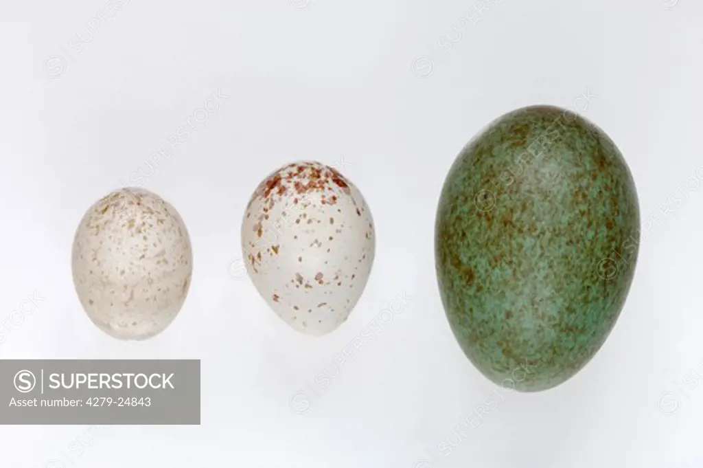 eggs of blue tit, great tit and blackbird