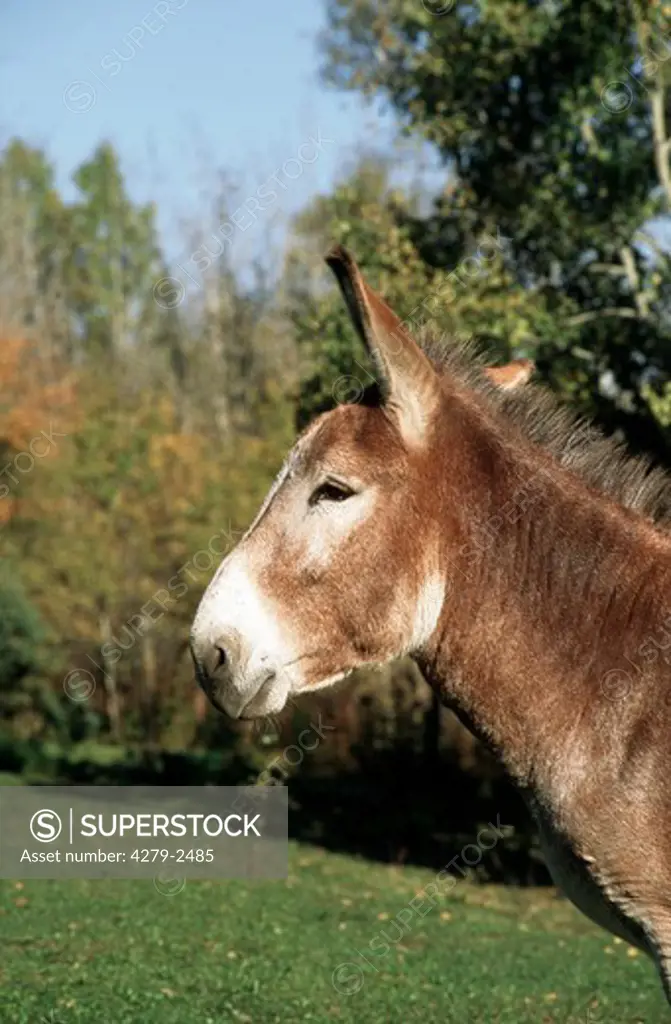donkey, burro - head, Equus asinus
