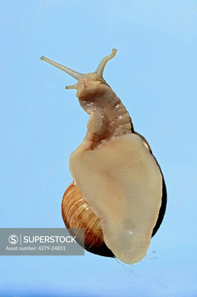 Roman snail, Helix pomatia