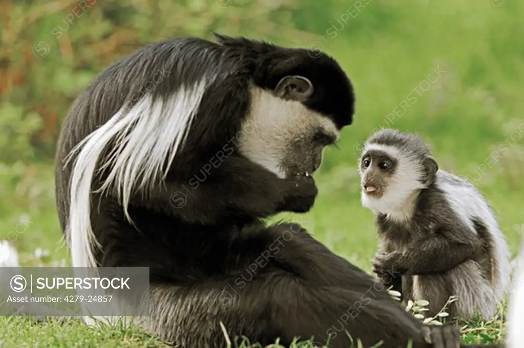 mantled guereza and cub on meadow, Colobus guereza