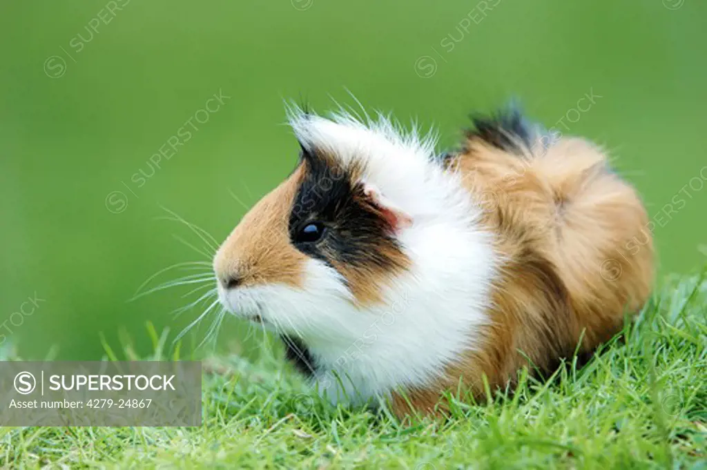 guinea pig on meadow
