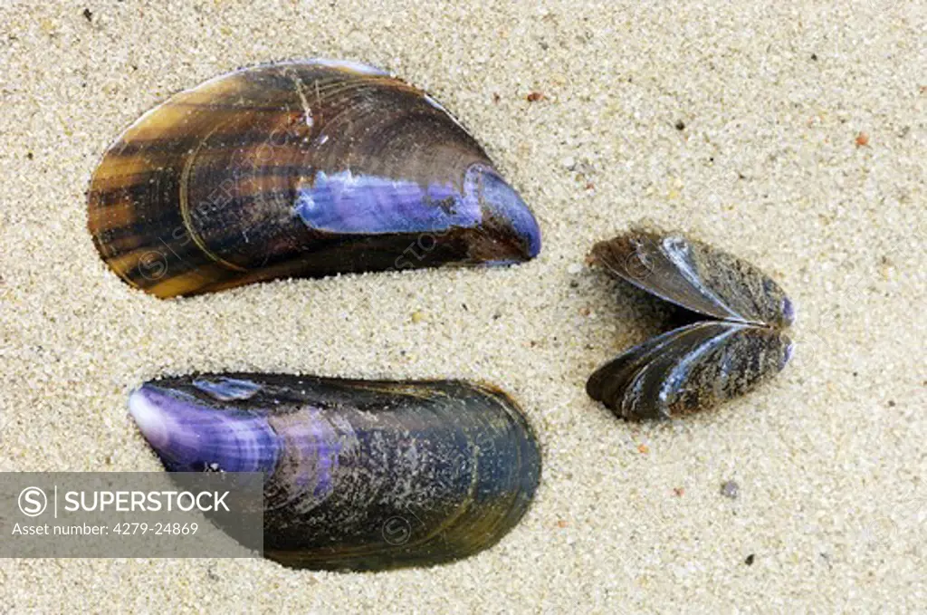 blue mussel, Mytilus edulis