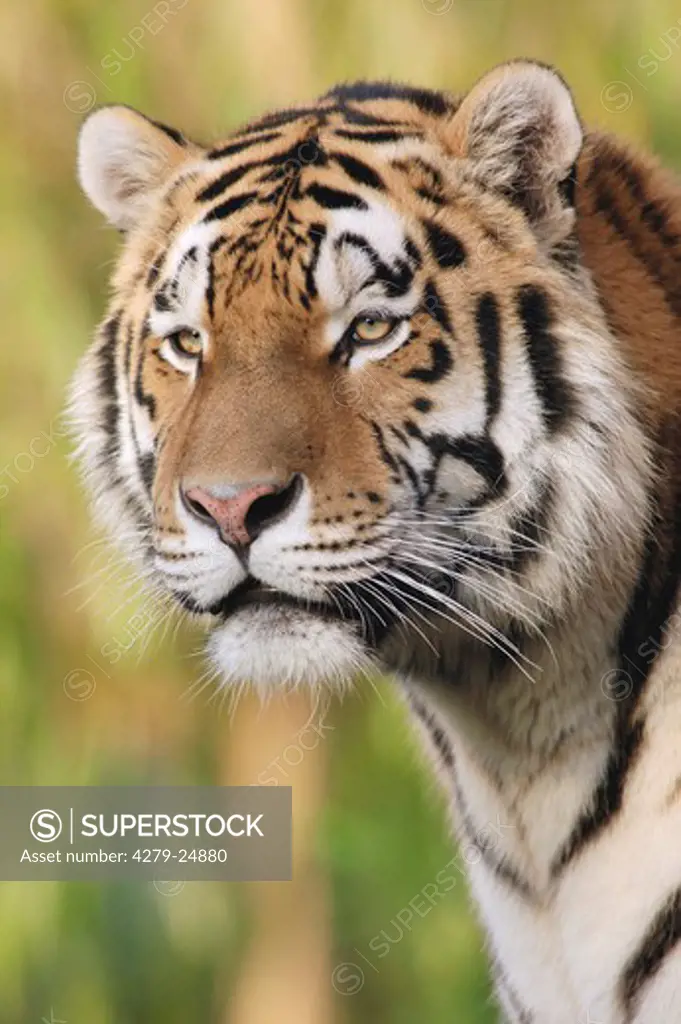 Siberian Tiger - portrait, Panthera tigris altaica