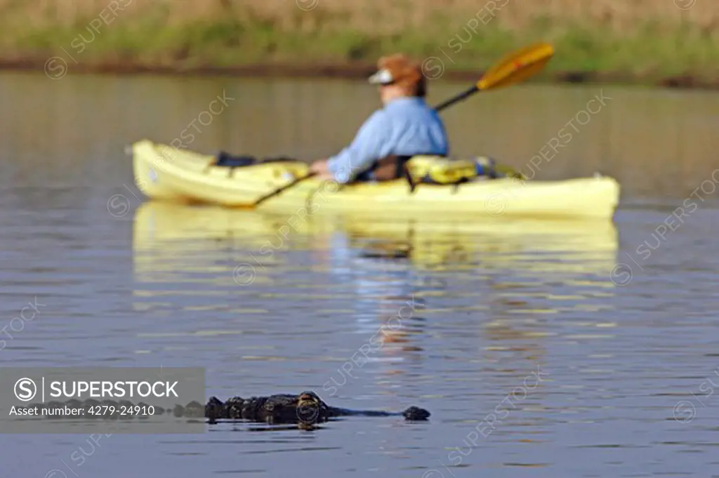 American Alligator and canoeist, Alligator mississippiensis