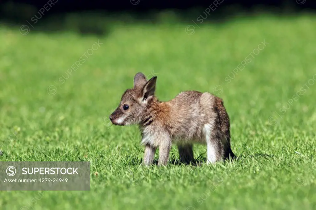 red-necked wallaby - cub on meadow, Macropus rufogriseus