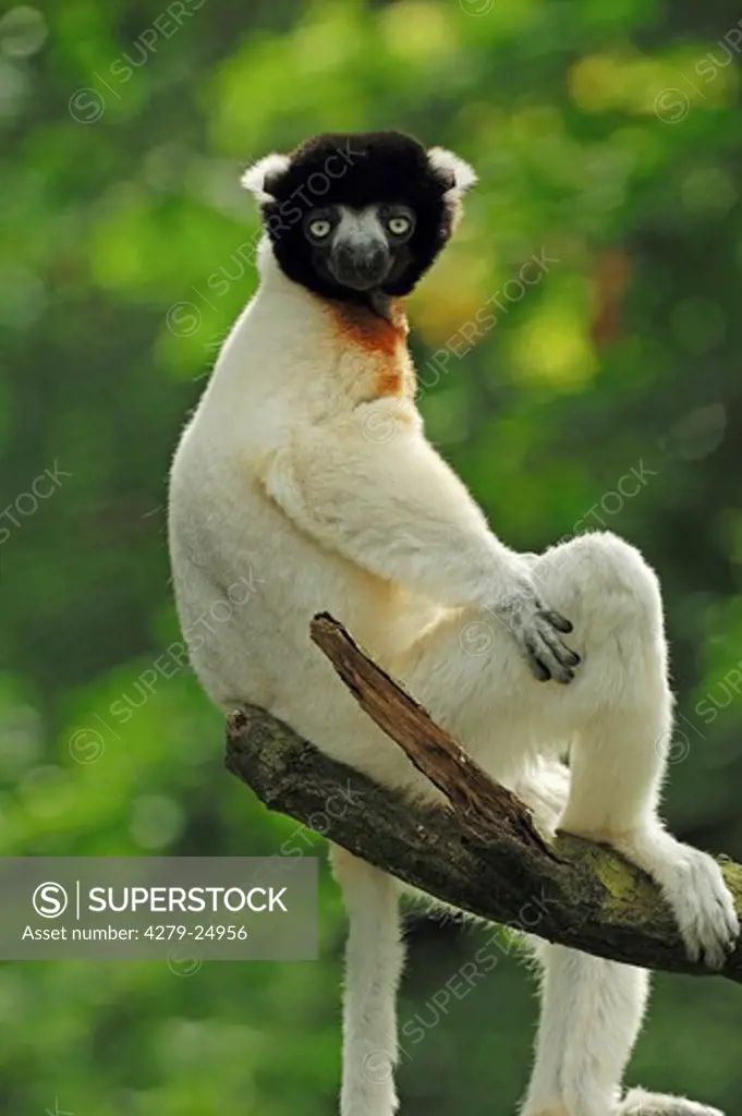 crowned sifaka on branch