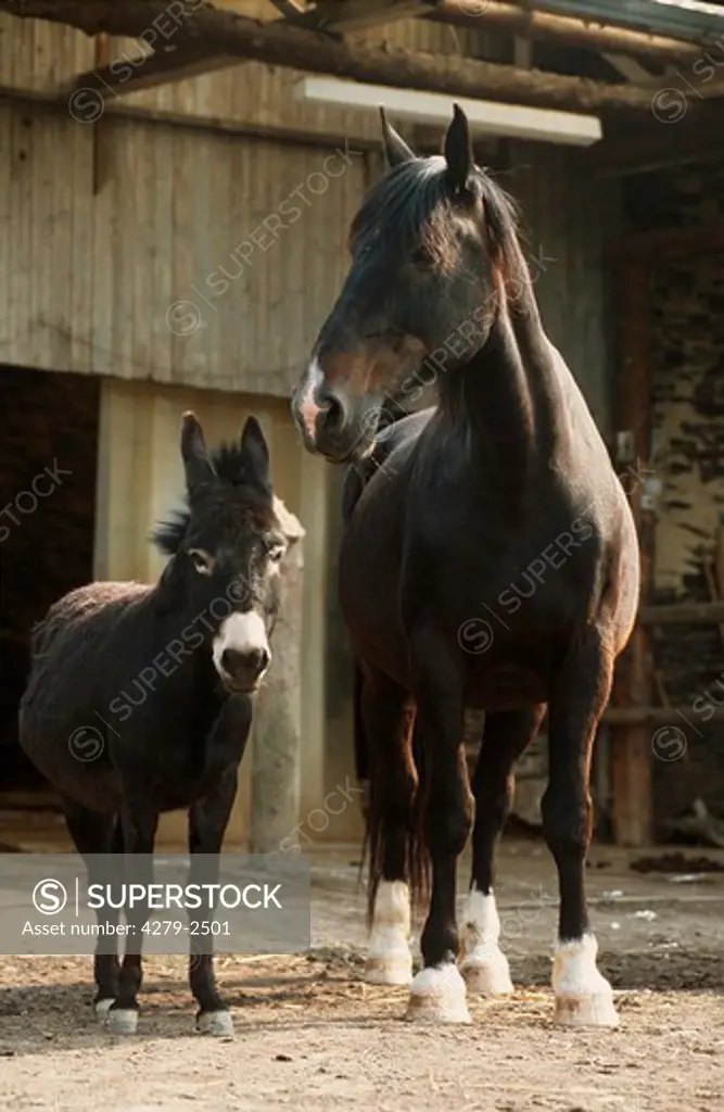 horse with donkey