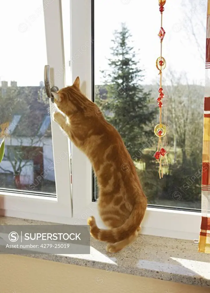 domestic cat at window