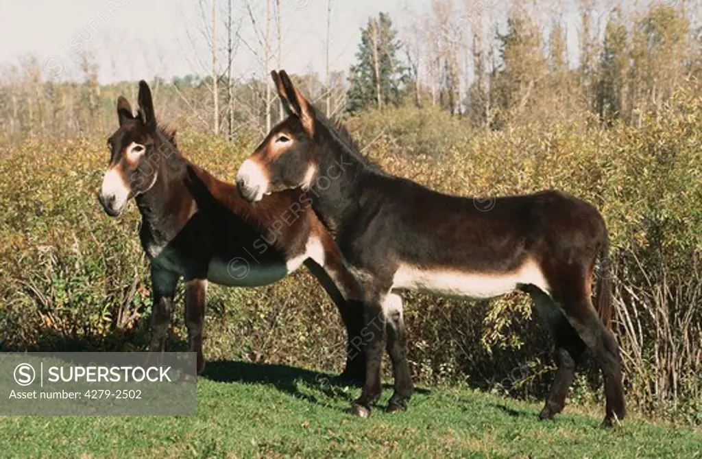 donkey, burro - standing on side, Equus asinus