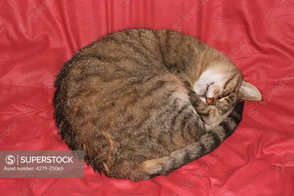 domestic cat - sleeping