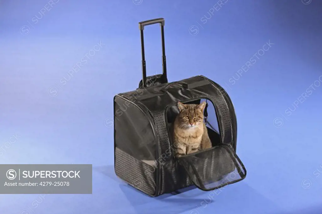 domestic cat in box for transport