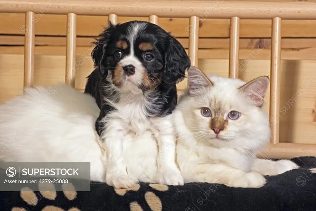 animal friendship : Cavalier King Charles Spaniel puppy and Sacred cat of Burma