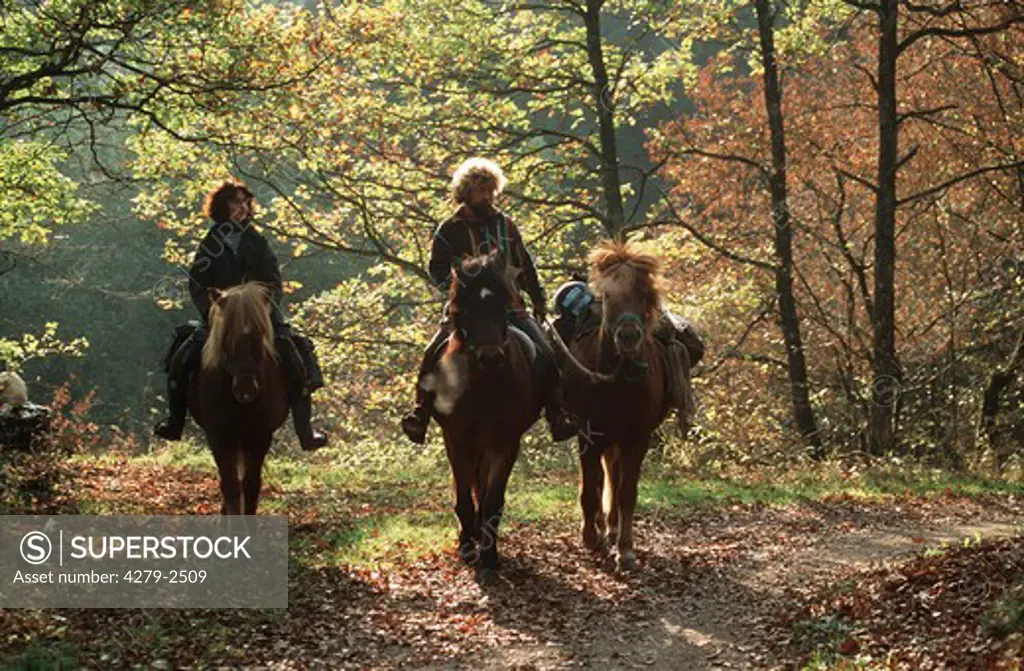 three brown horses with two riders in autumn