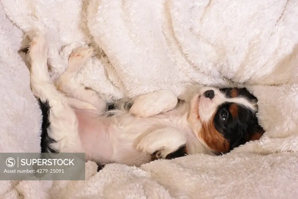Cavalier King Charles Spaniel - puppy lying on blanket