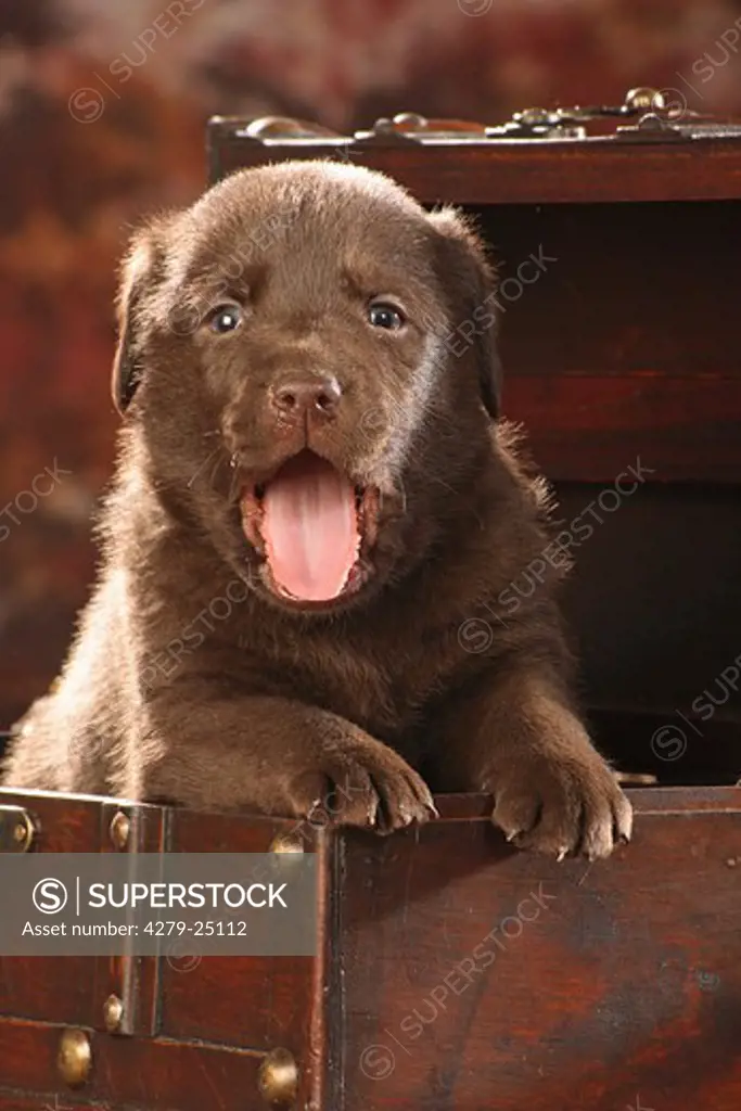 Labrador Retriever - puppy in chest