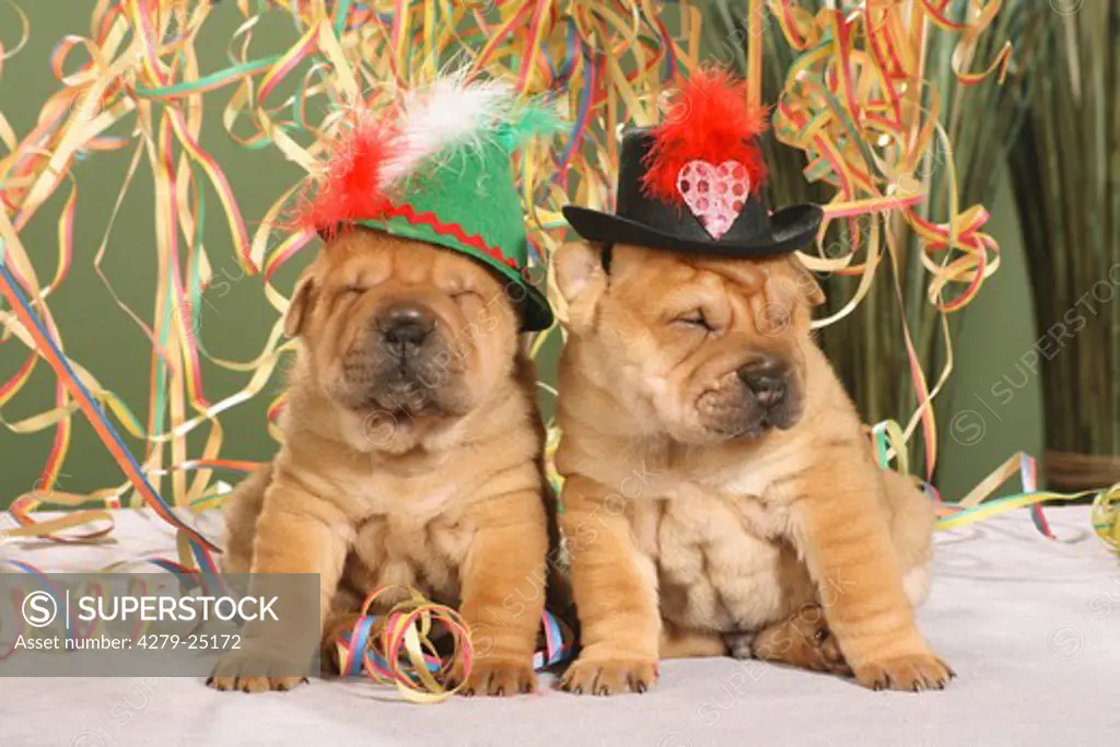two Shar Pei puppies with hat between paper streamers