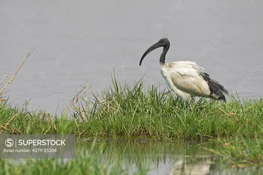 sacred ibis, Threskiornis aethiopicus