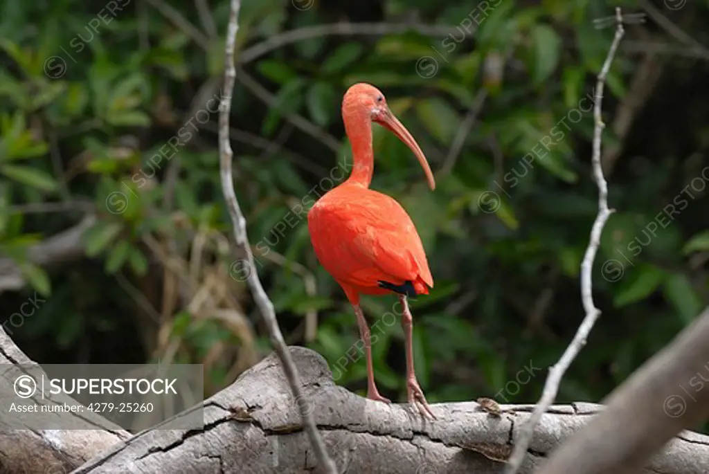 scarlet ibis - standing on branch, Eudocimus ruber