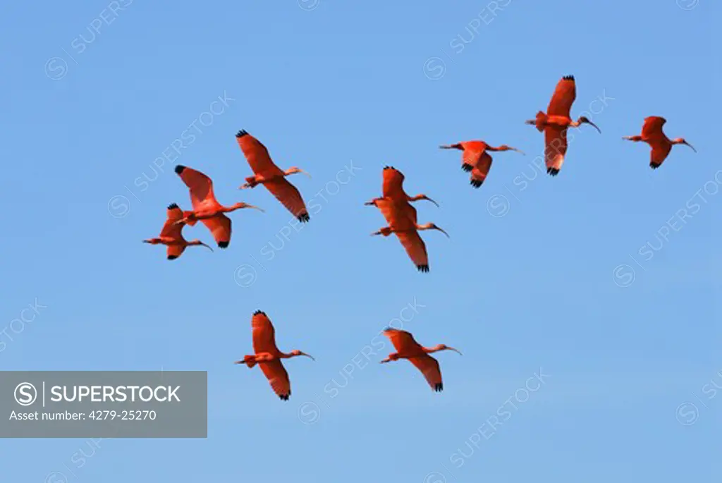 Scarlet Ibises - flying, Eudocimus ruber