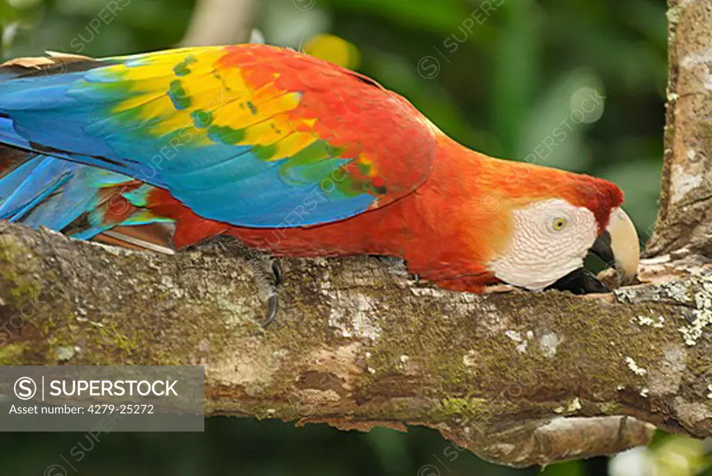 Scarlet Macaw on branch, Ara macao