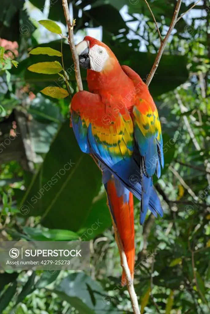 Scarlet Macaw on twig, Ara macao