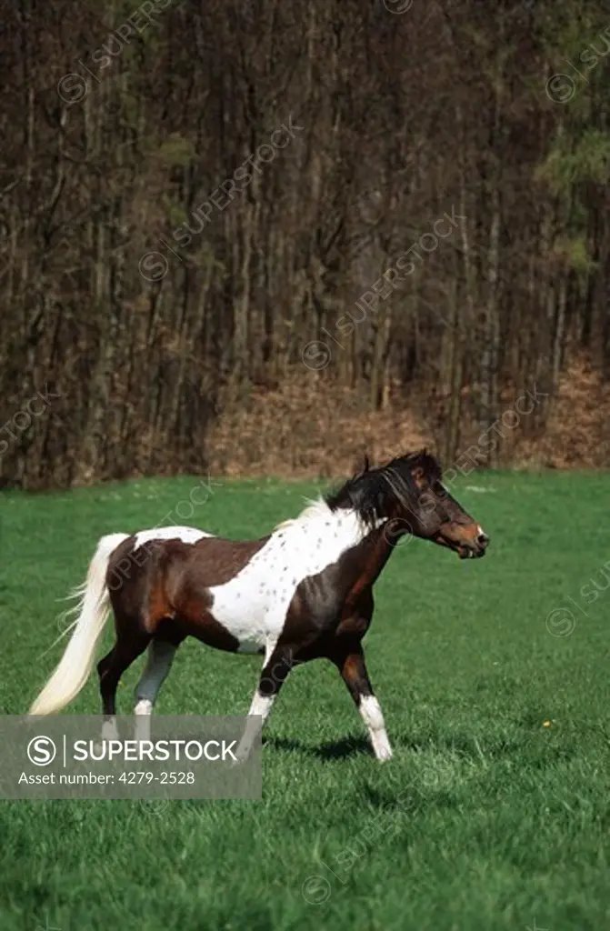 Lewitzer horse